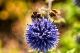 club-nature-27146