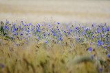 congerdesign-grain-5377267-31077