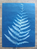 cyanotype-27828
