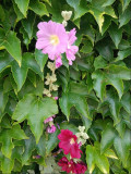 demeure-oc-an-retz-fleurs-23350