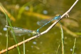 dragonfly-5179279-960-720-10992