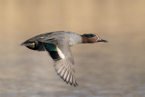 duck-7011131-1280-26108