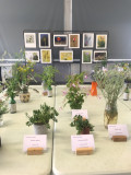 expo-flore-st-brevin-juillet2024-23580