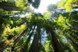 image-sequoia-pour-epxosition-bibliothe-que-26790