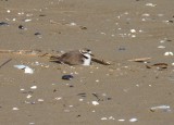 journee-mondiale-biodiversite-saint-brevin1-10897