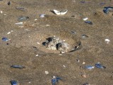 journee-mondiale-biodiversite-saint-brevin3-10906