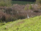 journee-mondiale-biodiversite-saint-brevin8-10903