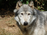 loup-21711