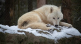 loup-blanc-20626