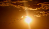 oiseaux-migrateurs-pxb-18444