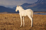 patagonie842x562-p-500-19628