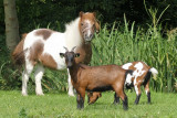 poney-petite-ferme-heidi-stpereenretz-21220