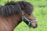 poney-stage-st-brevin-28933