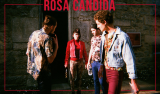 rosa-candida-22277