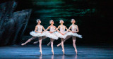 swan-lake-1200x628-5-11zon-32681 swan-lake-1200x628-5-11zon-32681