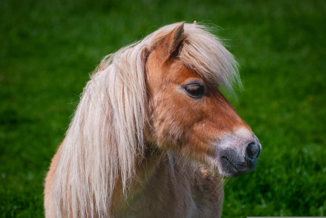 animation-poney-corsept2026-31598