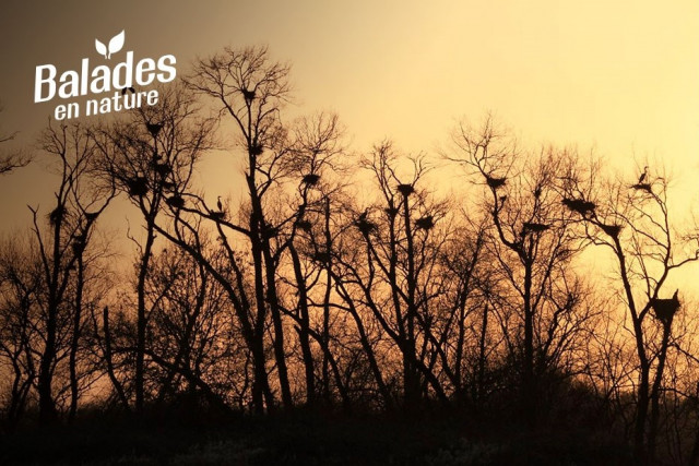 balade-en-nature-frossay-g-cochard-17831