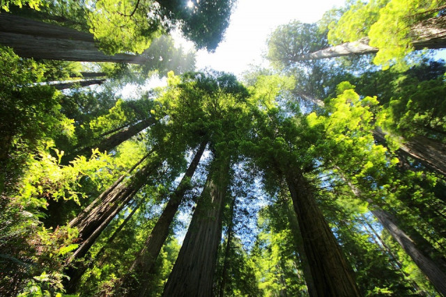 image-sequoia-pour-epxosition-bibliothe-que-26790