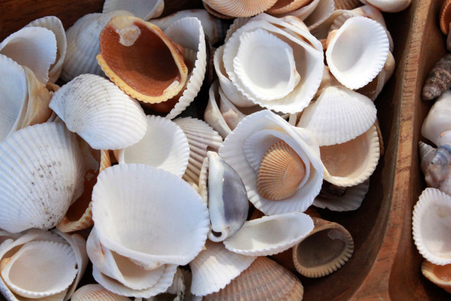 kmerriman-shell-2152731-30974