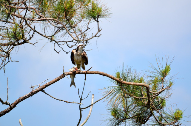 osprey-in-the-wild-2066181-1280-21423