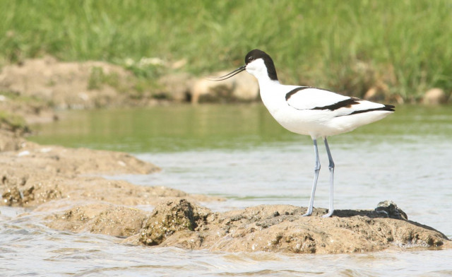 photo-1-avocette-l-gante-cochard-g-29784