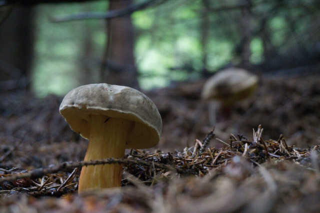plan-champignon