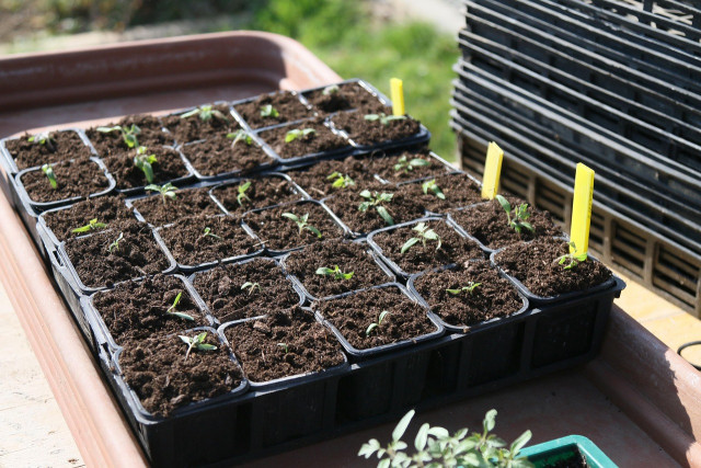 plants-5069661-1280-26549