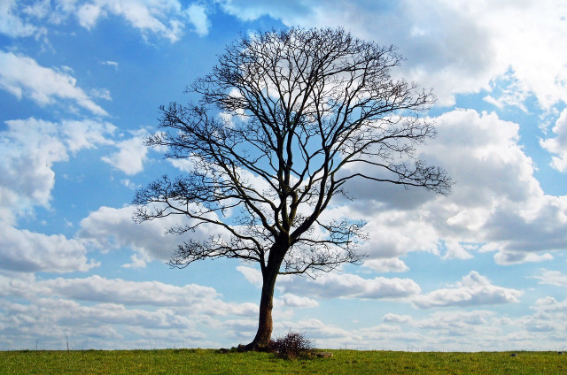 tree-164915-1280-25961
