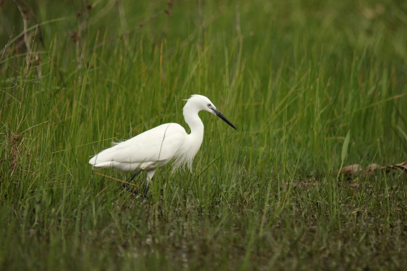 aigrette-garzette-26006