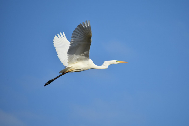 animal-3839135-1800x1200-30297