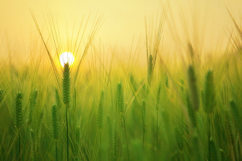 barley-field-1684052-1280-19979