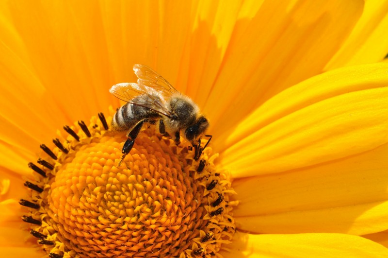 bee-8673