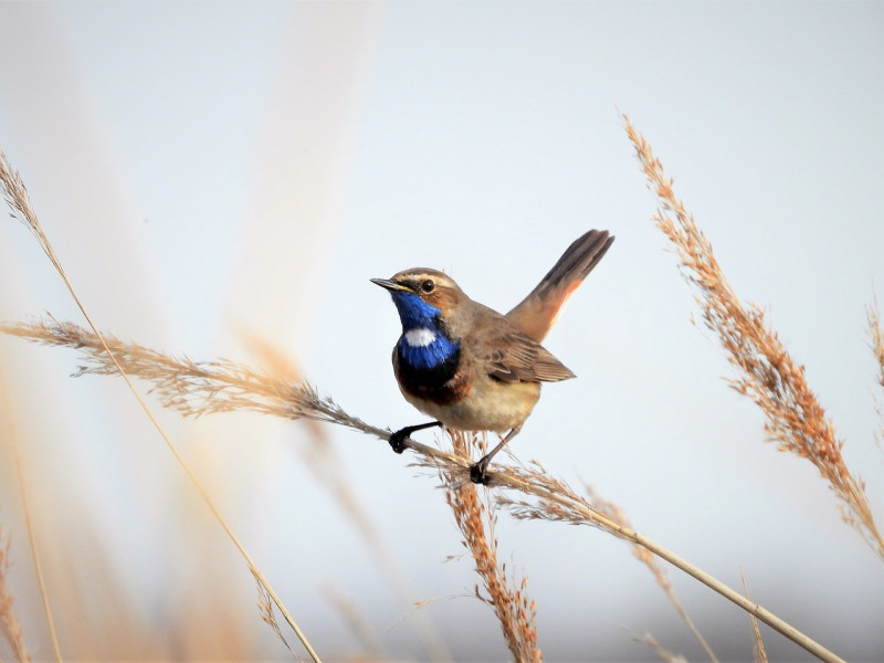 bluethroat-5270244-1280-20701