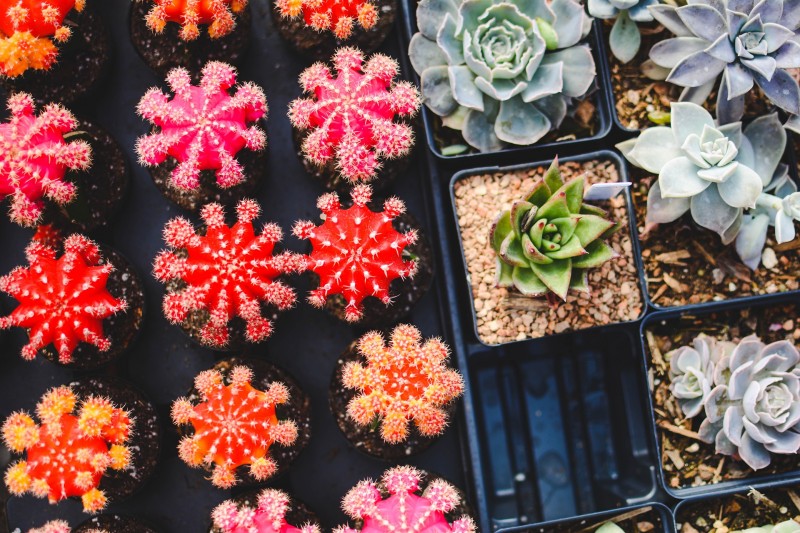 cacti-gc48d72bcd-1920-16975