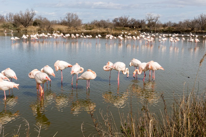 camargue-13568