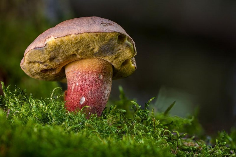 champignon-16525