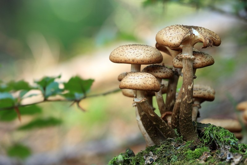 champignons-stpereenretz-hirondelle-6548