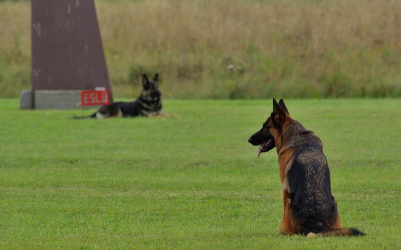 club-canin-obeissance-2870