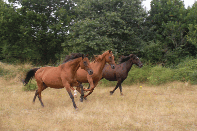 coaching-cheval-saint-brevin2-10912