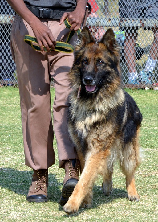 concours-dressage-chien-2845