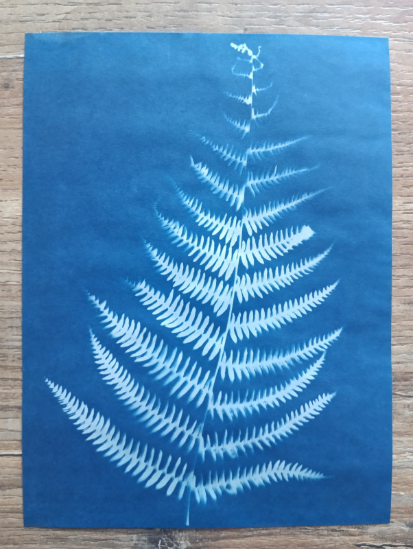 cyanotype-27828