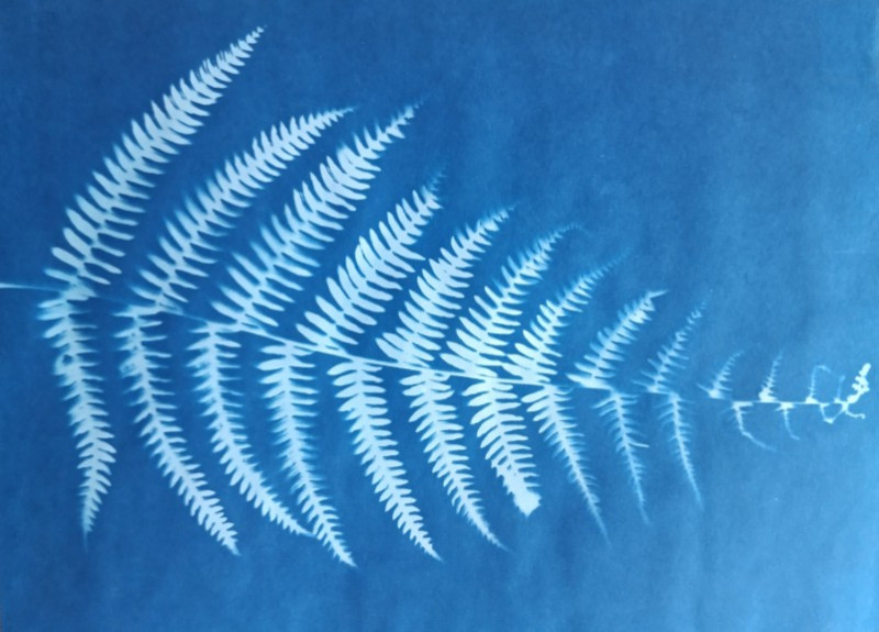 cyanotype1-27827