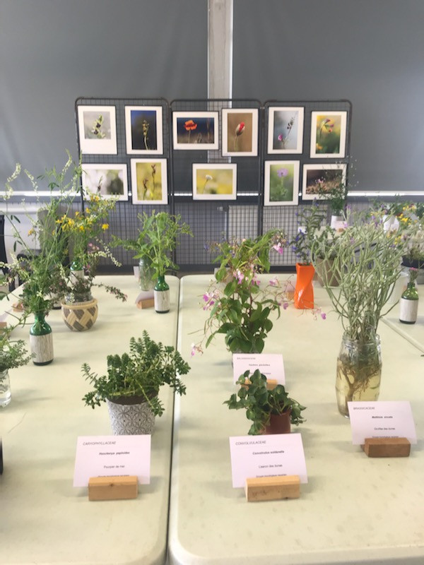 expo-flore-st-brevin-juillet2024-23580