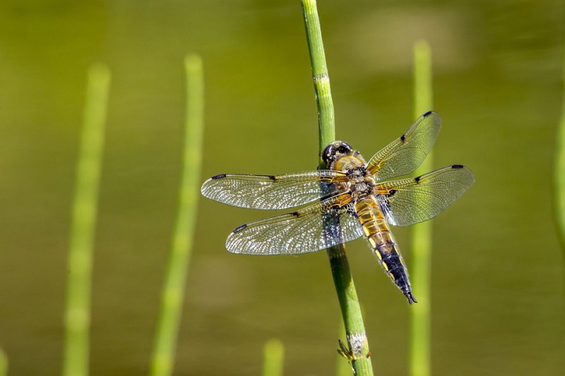 insectes-12754