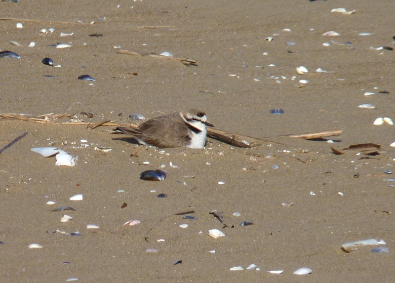 journee-mondiale-biodiversite-saint-brevin1-10897