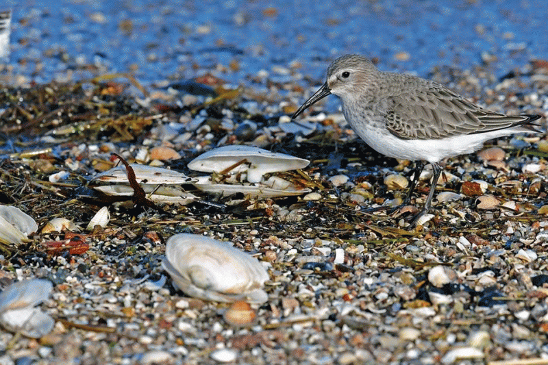 limicoles-sortie-nature-saint-brevin-11513