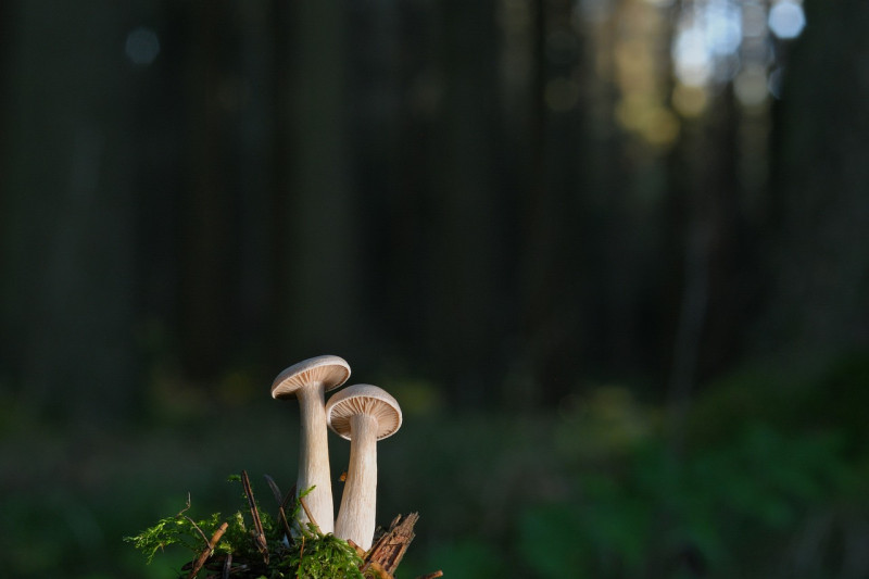 mushrooms-7596258-1280-18063
