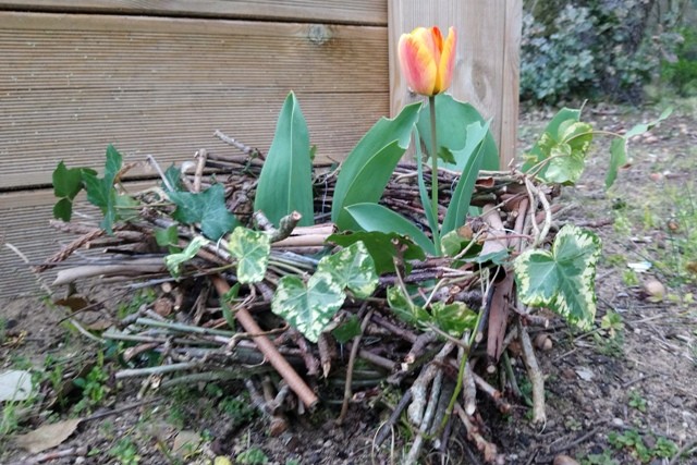 nid-avec-tulipe-a-12333