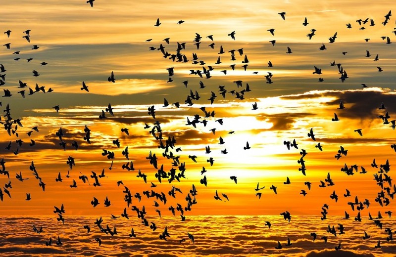 oiseaux-migrateurs-1255