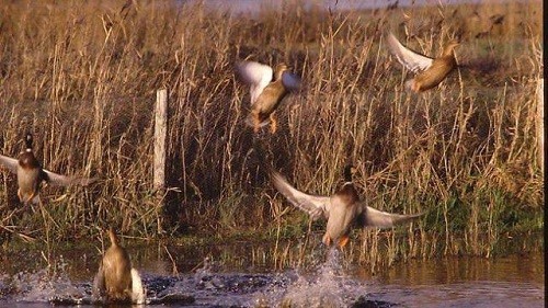 oiseaux-migrateurs-briere-976